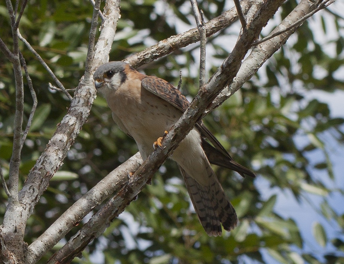 Воробьиная пустельга (dominicensis) - ML50946071