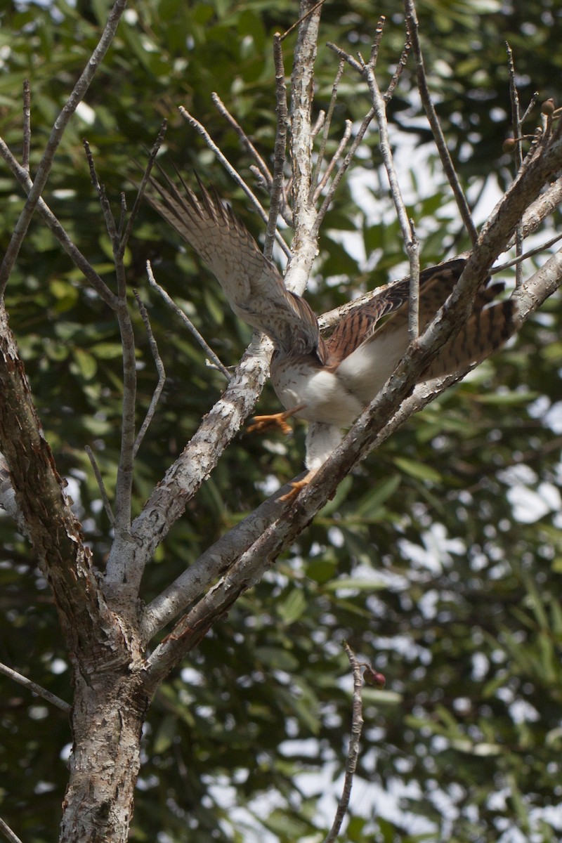 Cernícalo Americano (dominicensis) - ML50946081