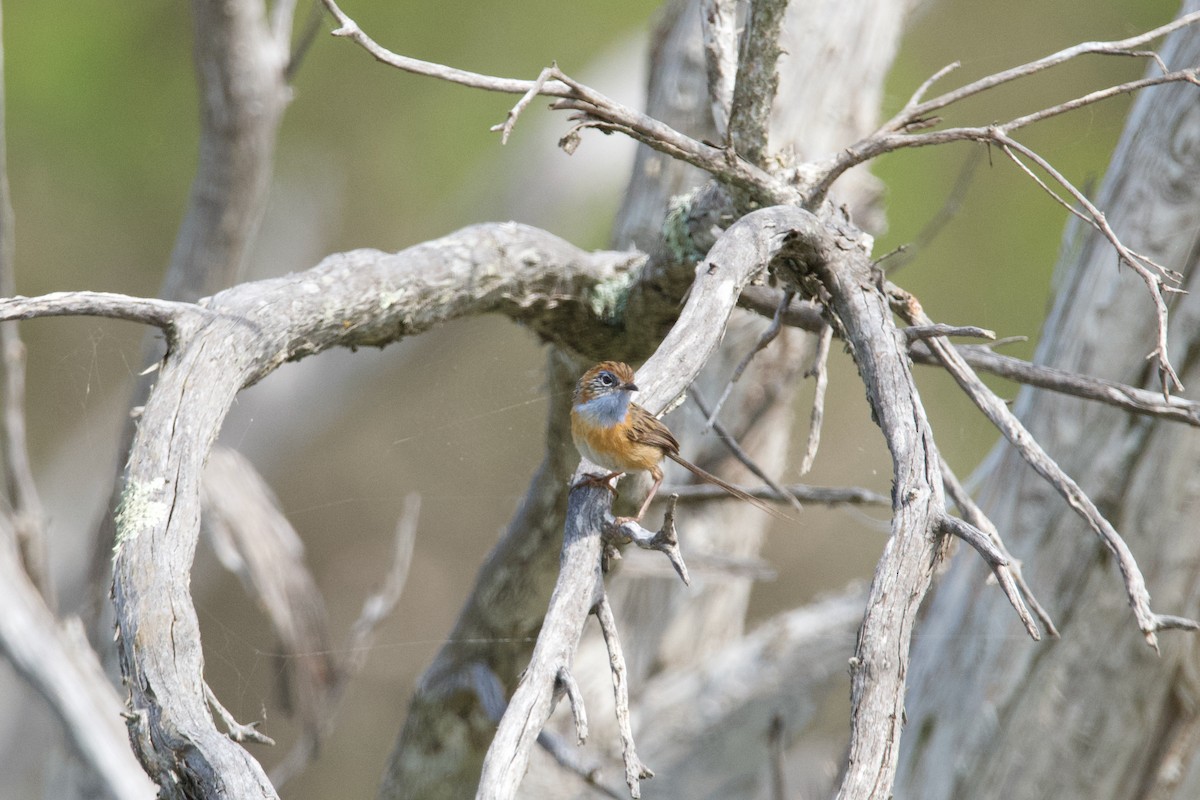 Southern Emuwren - ML509461601