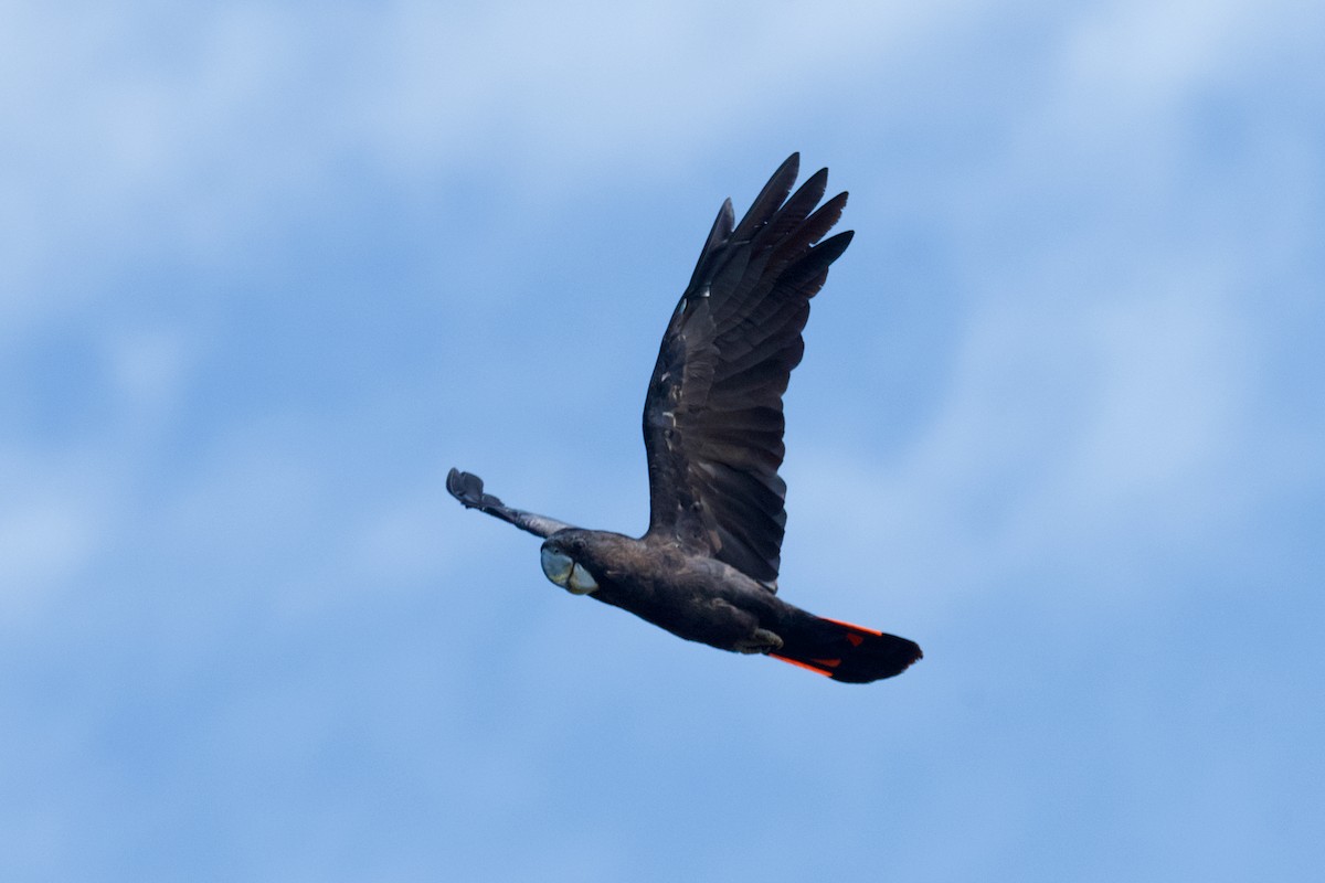 Red-tailed Black-Cockatoo - ML509461621