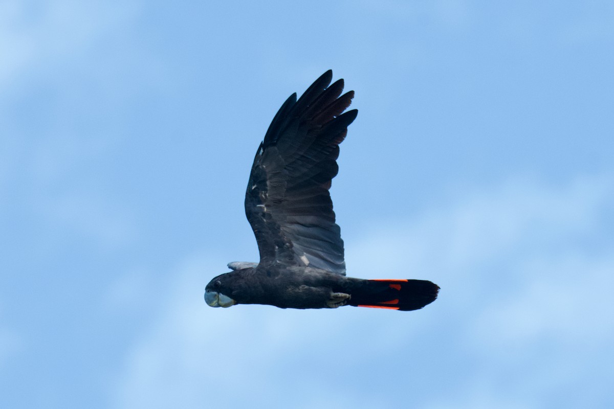 Red-tailed Black-Cockatoo - ML509461641