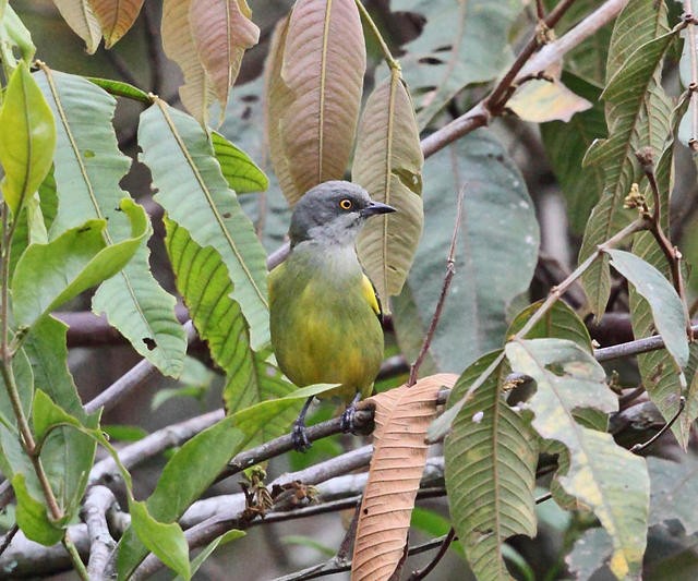 Black-faced Dacnis - ML50946171