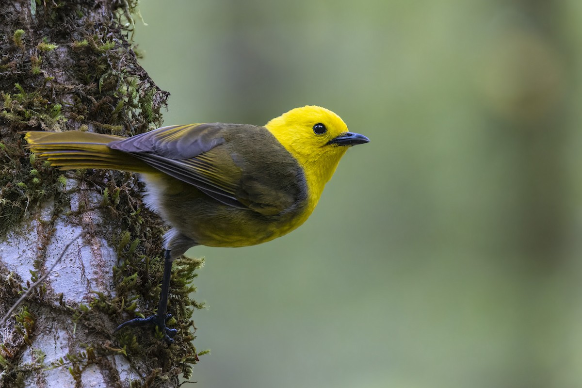 Yellowhead - Bradley Hacker 🦜