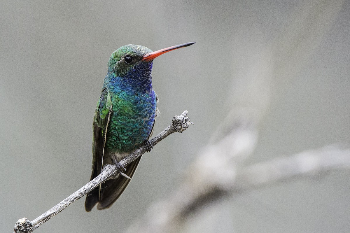 Broad-billed Hummingbird - Evan Rasmussen