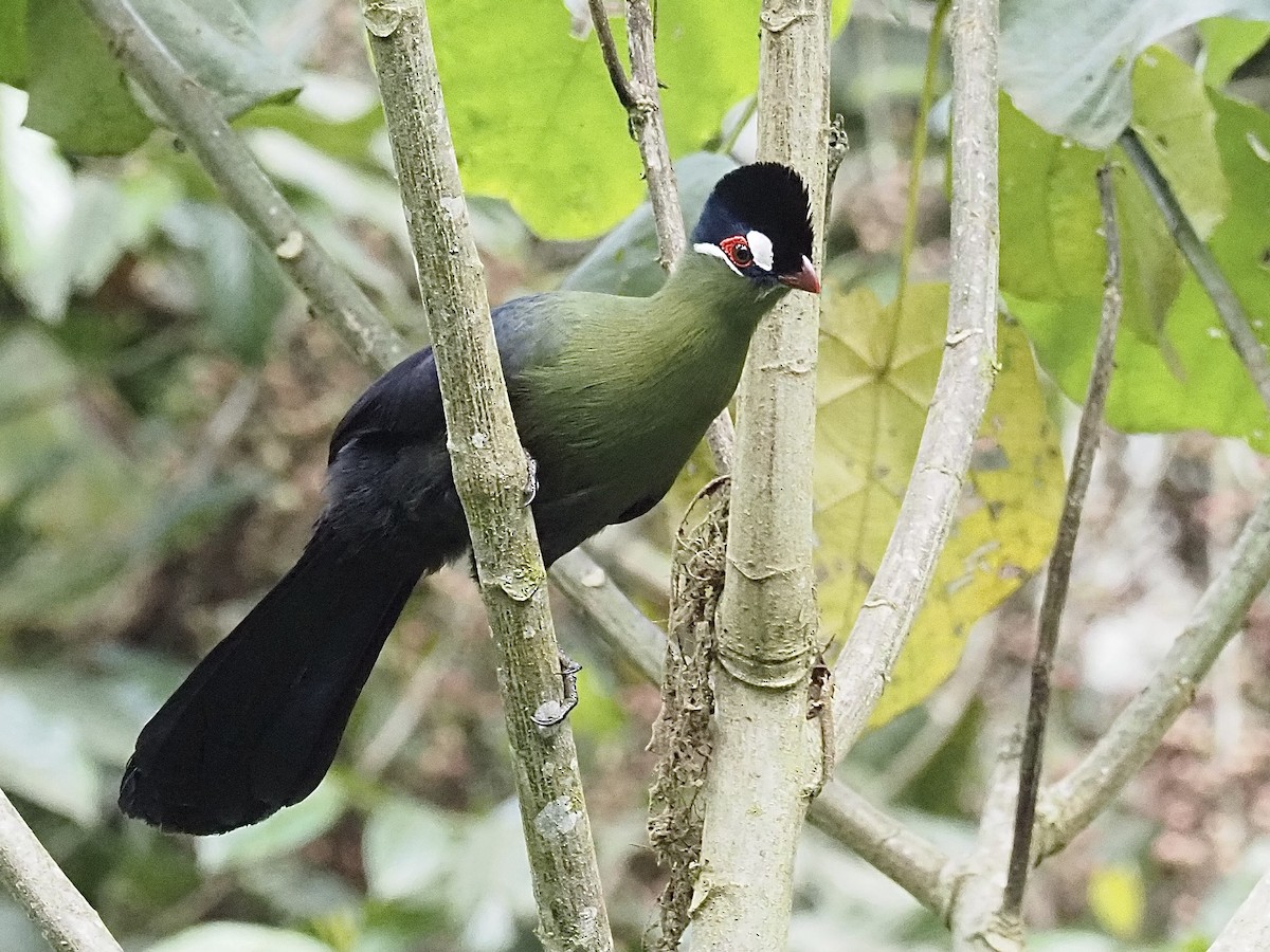 Hartlaub's Turaco - ML509464791