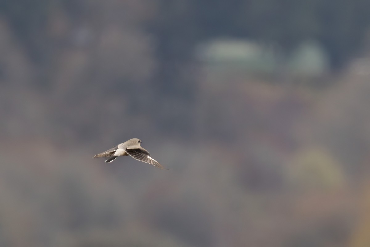 Northern Shrike - Ken Pitts