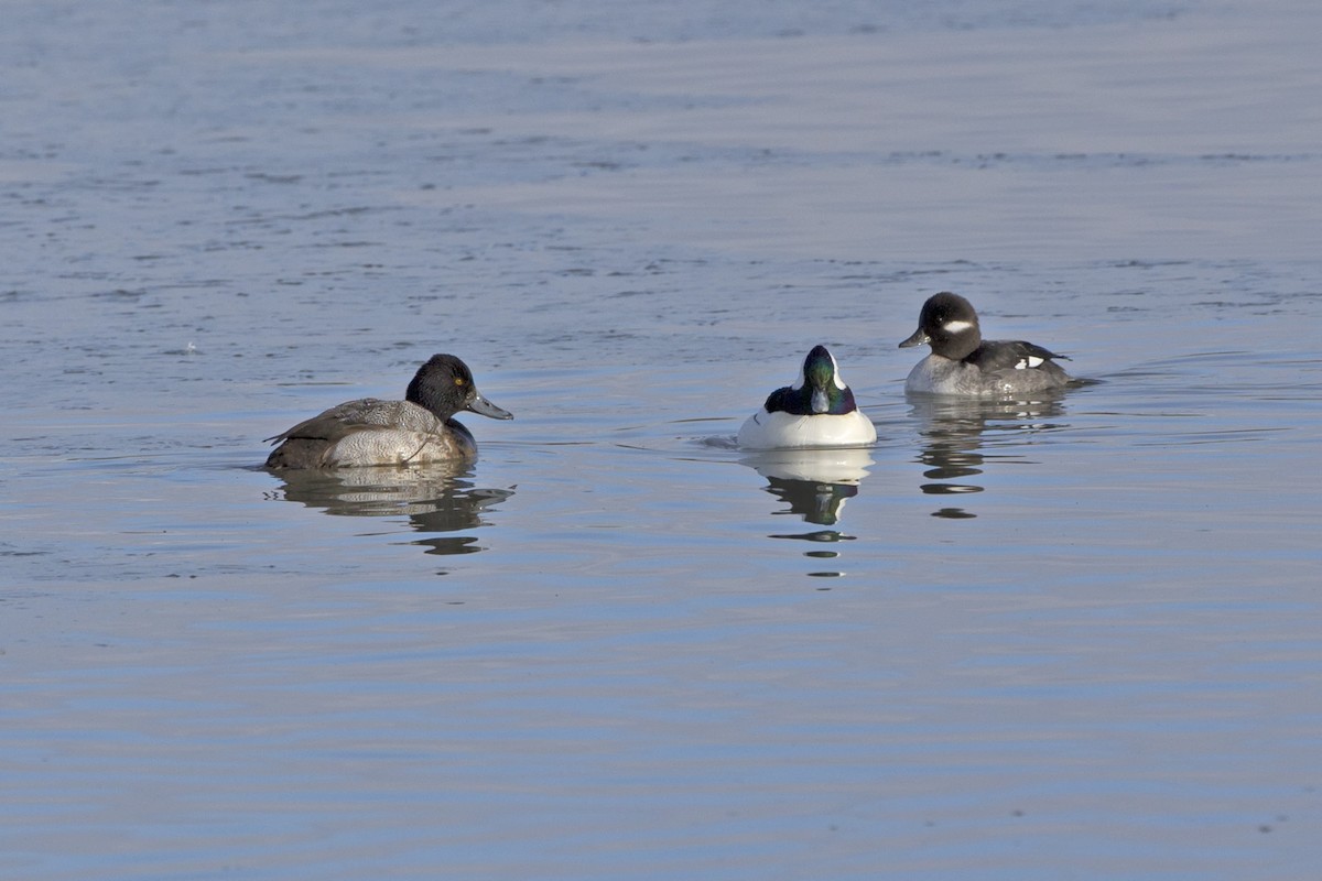 Lesser Scaup - ML509465431