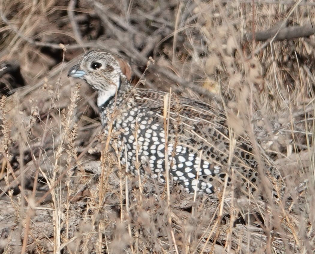 Montezuma Quail - Eric Hough