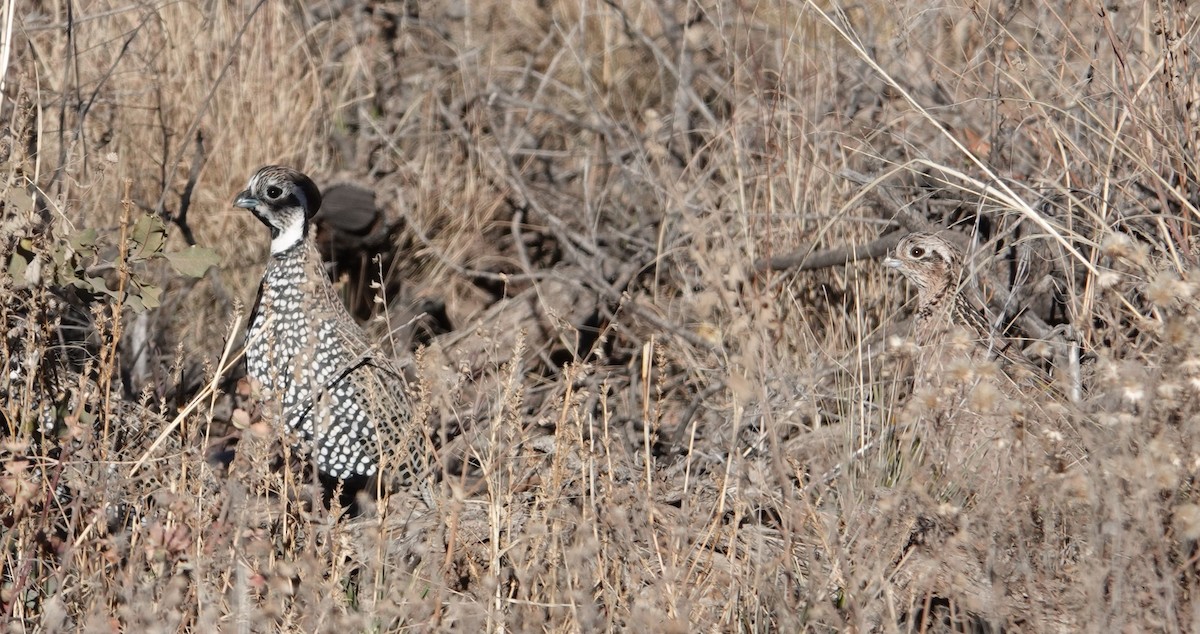 Montezuma Quail - Eric Hough