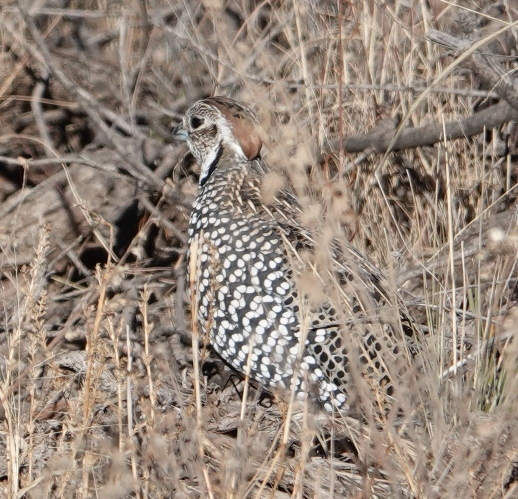 Montezuma Quail - Eric Hough