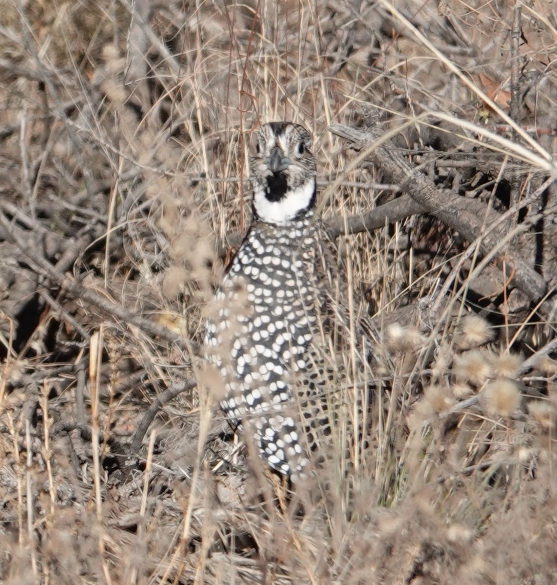 Montezuma Quail - Eric Hough