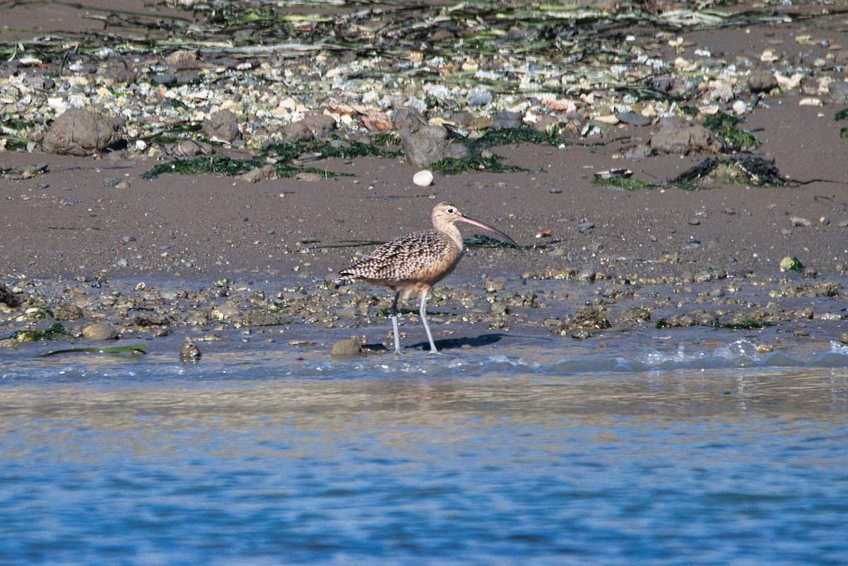Long-billed Curlew - Cole Penning