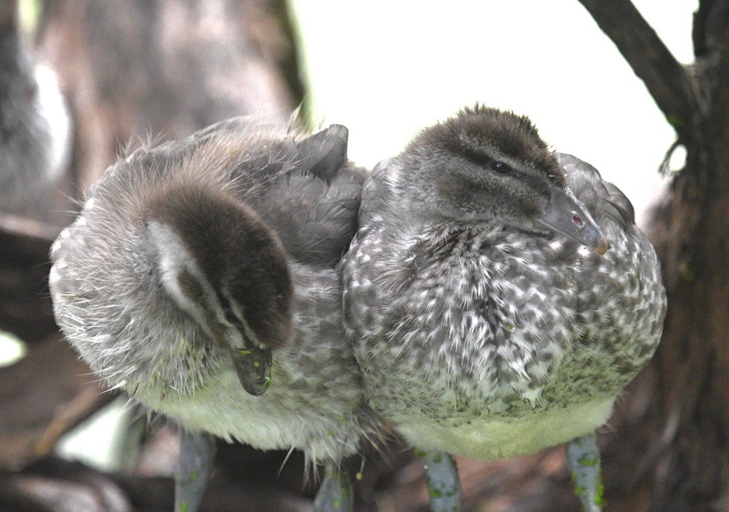 Canard à crinière - ML509467461