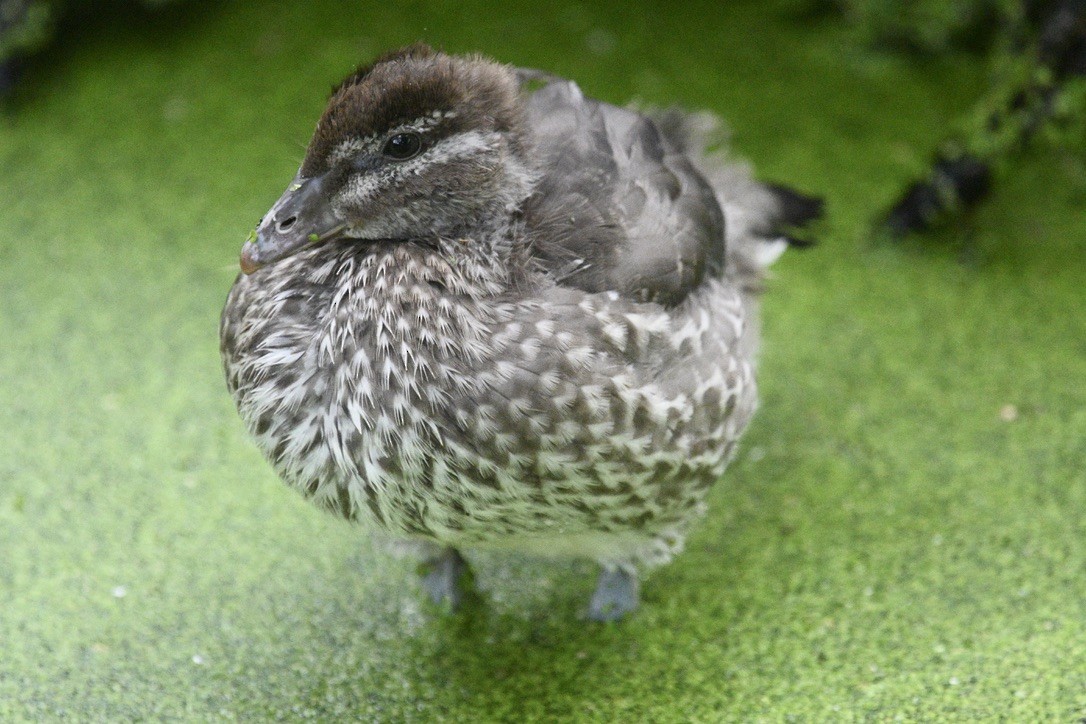 Canard à crinière - ML509467481