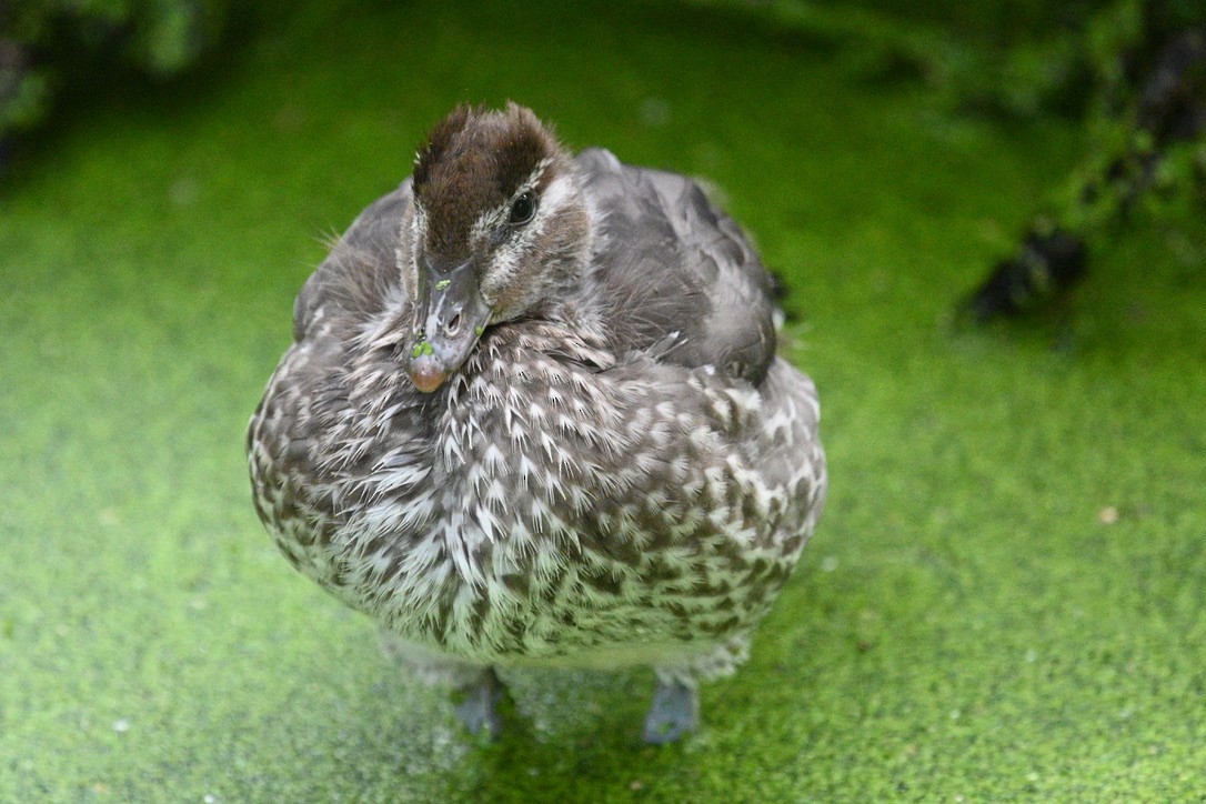 Canard à crinière - ML509467511