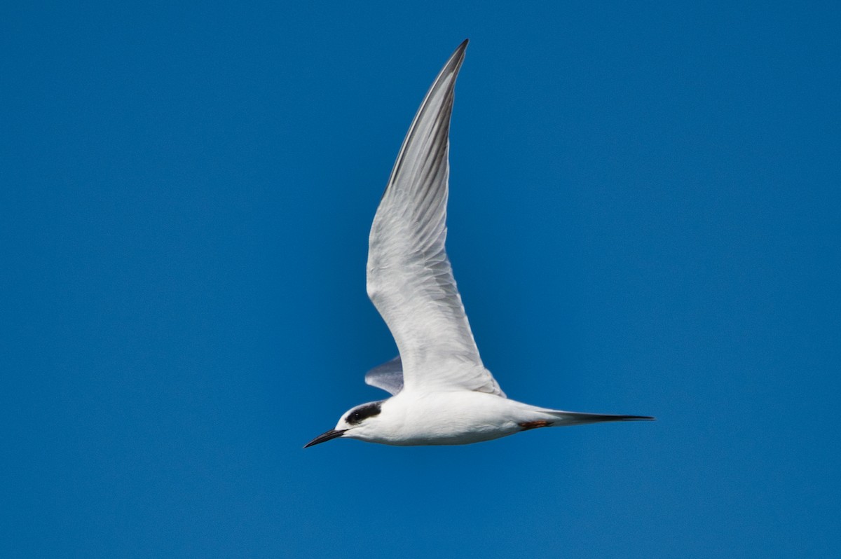 Forster's Tern - Cole Penning