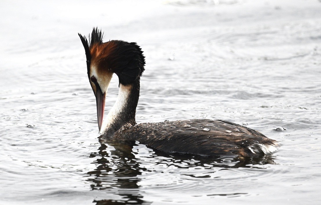 Great Crested Grebe - ML509468211
