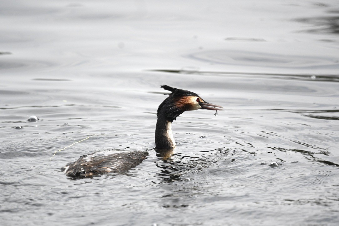 Great Crested Grebe - ML509468261