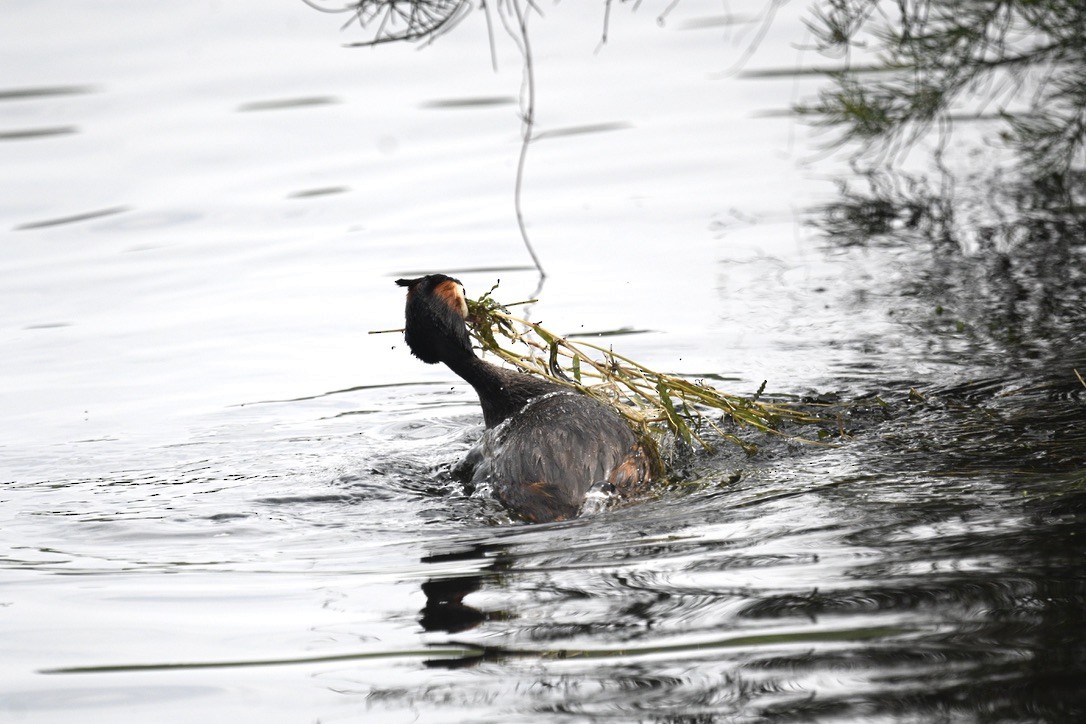 Great Crested Grebe - ML509468331