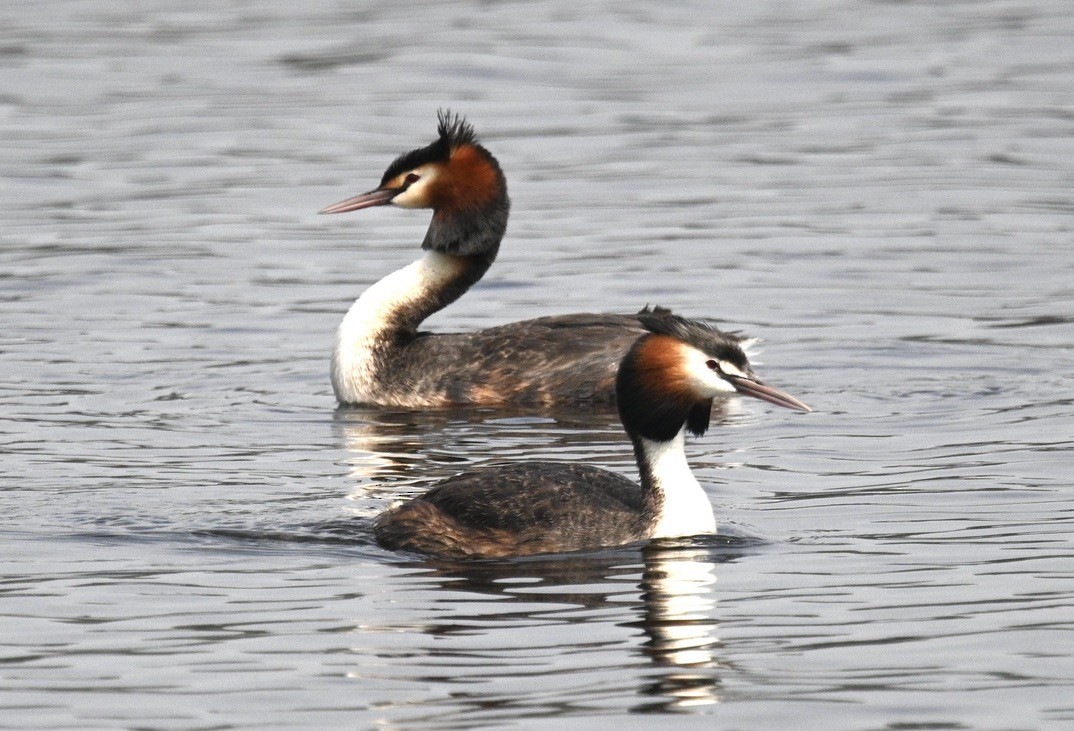 Great Crested Grebe - ML509468641