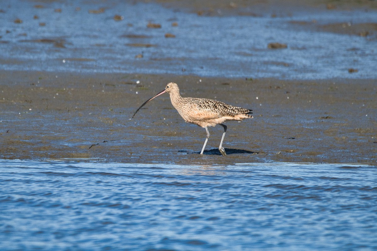 Long-billed Curlew - ML509468751