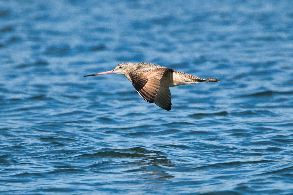 Marbled Godwit - ML509468991