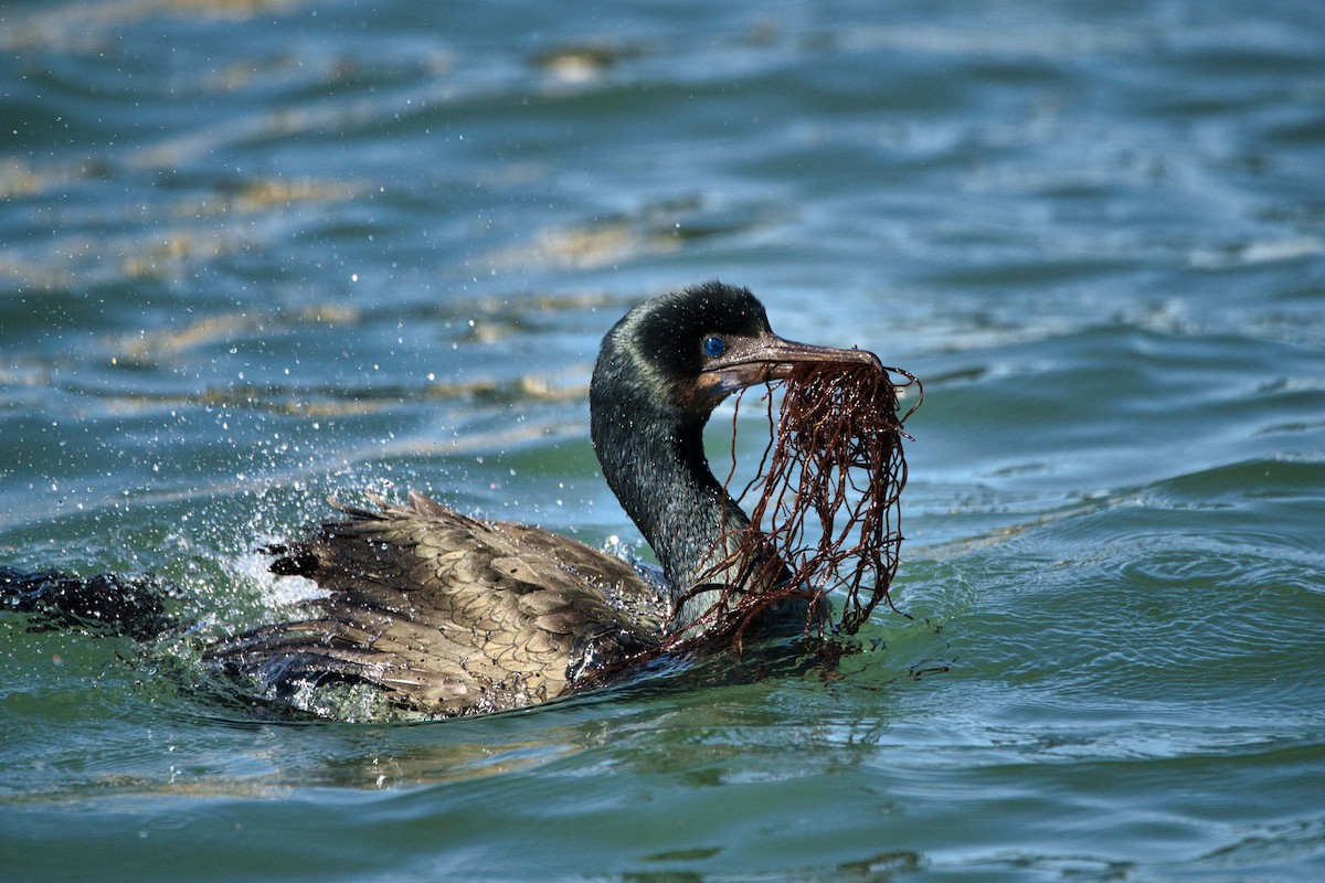 Brandt's Cormorant - ML509469641