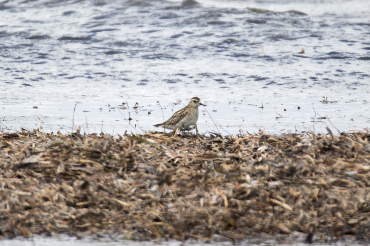 Pacific Golden-Plover - John Cantwell