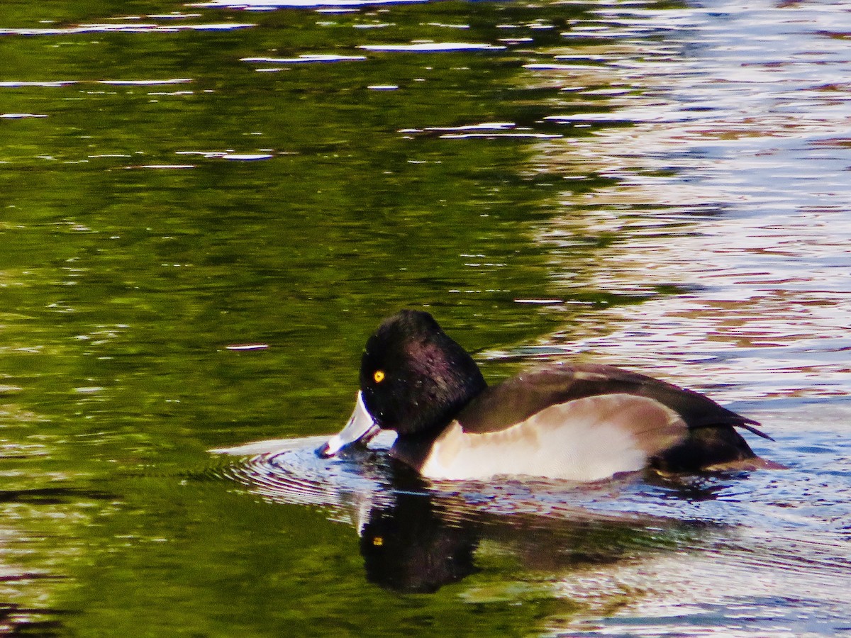 Ring-necked Duck - C & A Lloyd