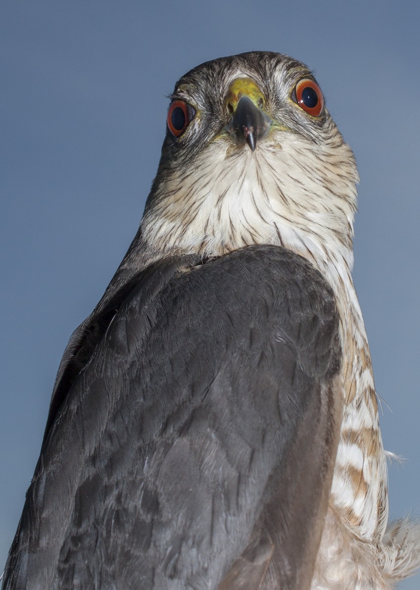 Sharp-shinned Hawk - ML50947101