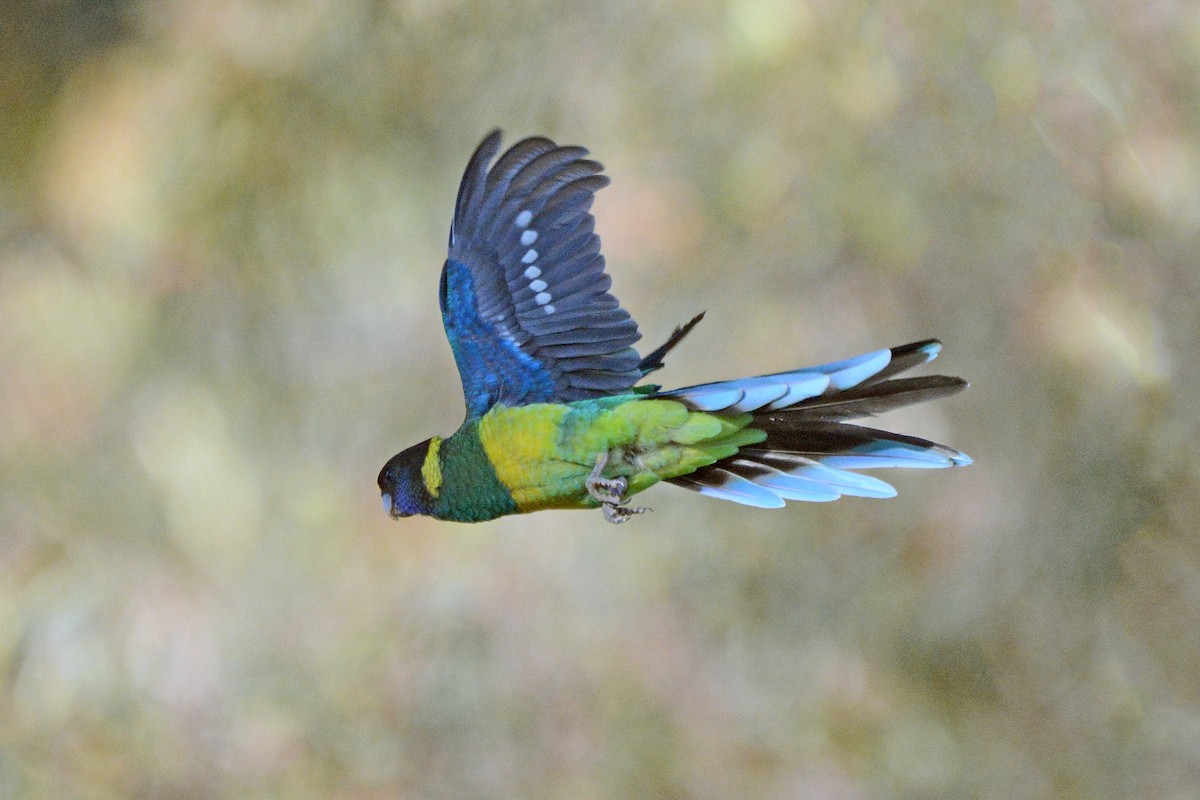 Australian Ringneck - ML509471141