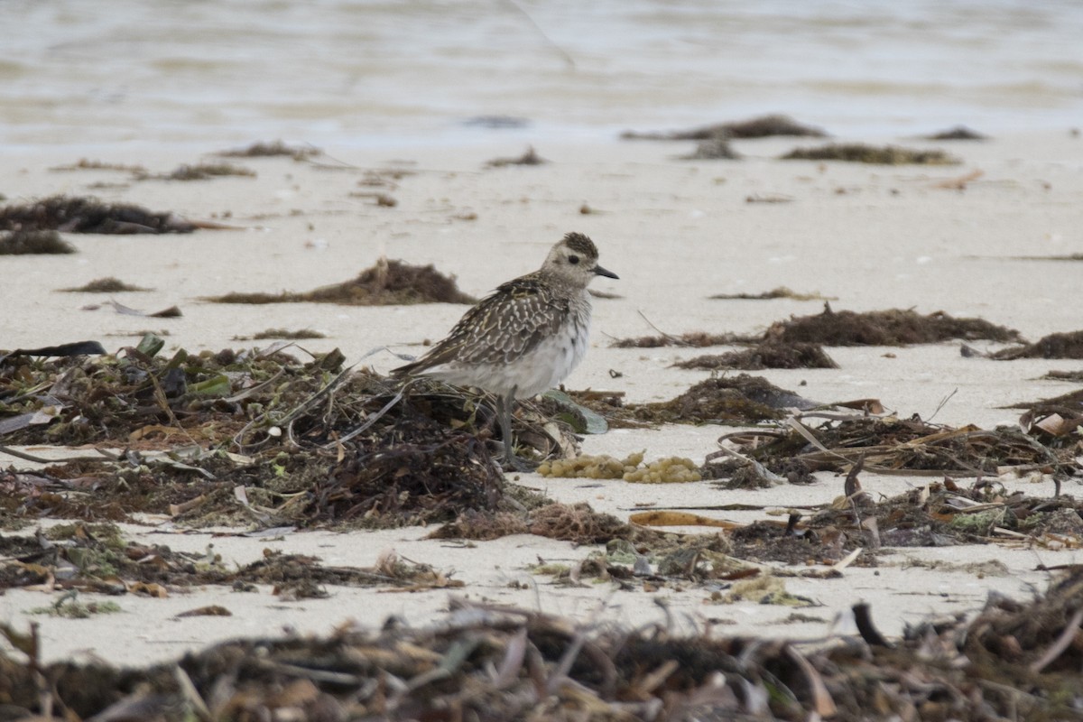 Pacific Golden-Plover - John Cantwell