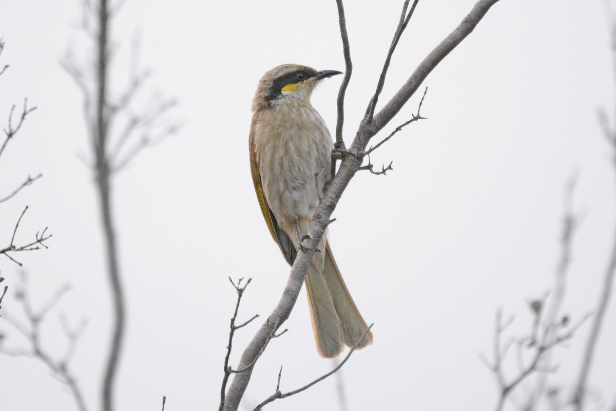 Singing Honeyeater - ML509471261