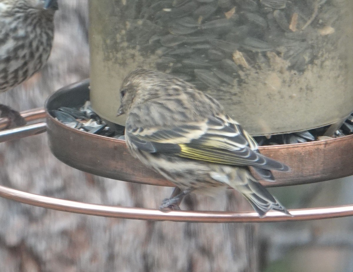 Pine Siskin - ML509471281