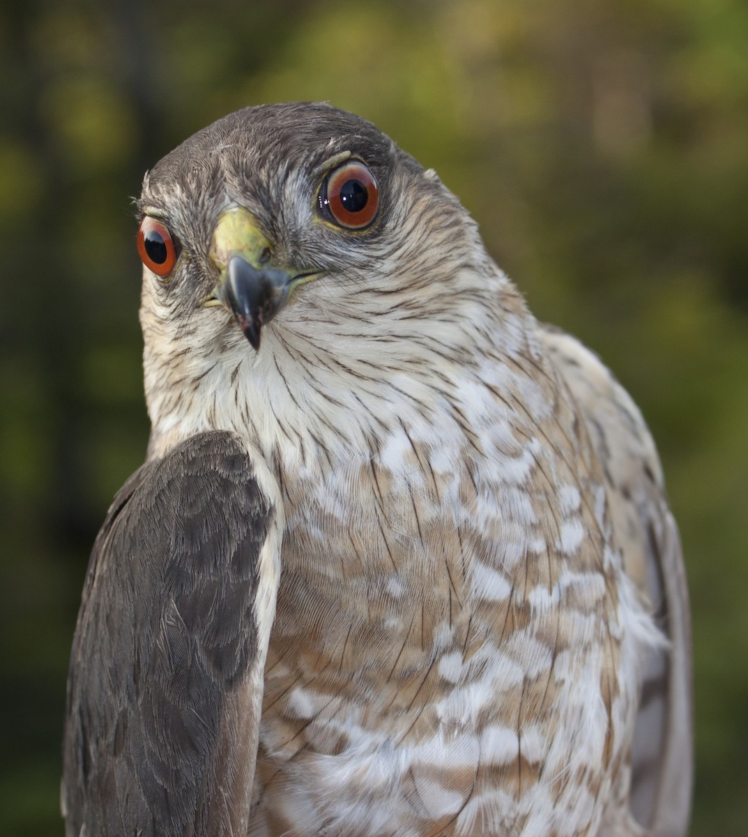 Sharp-shinned Hawk - ML50947131