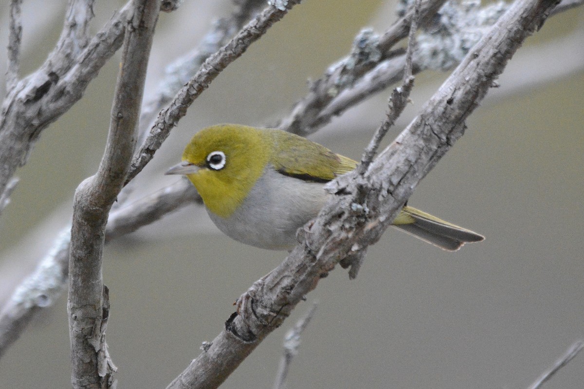 Silvereye - ML509471341