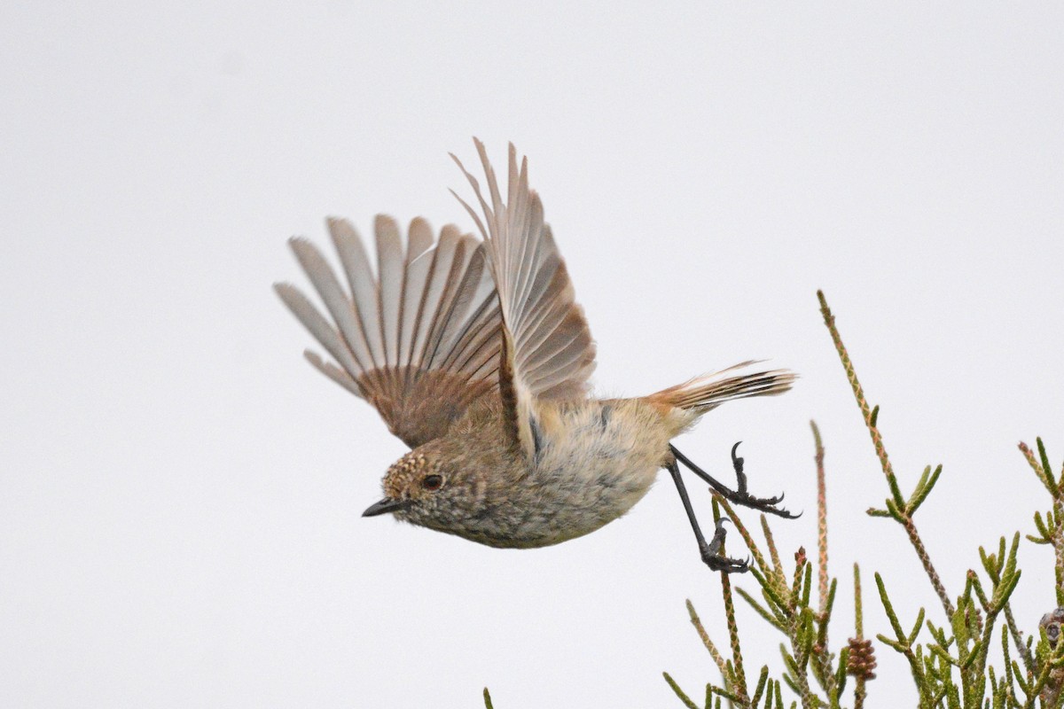 Inland Thornbill - ML509471371