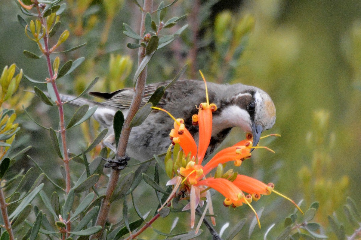 Tawny-crowned Honeyeater - ML509471531