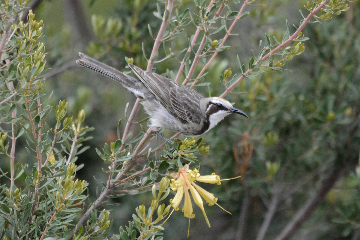 Tawny-crowned Honeyeater - ML509471641