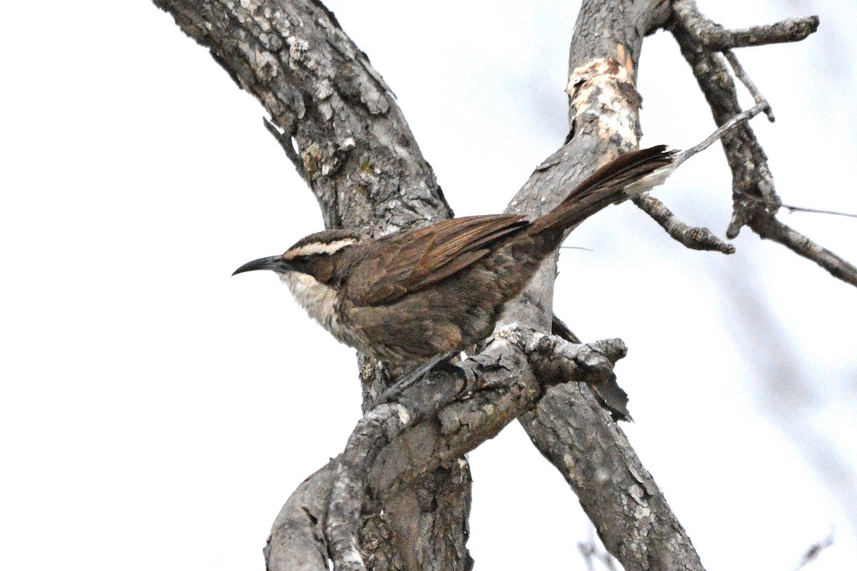 White-browed Babbler - ML509471681