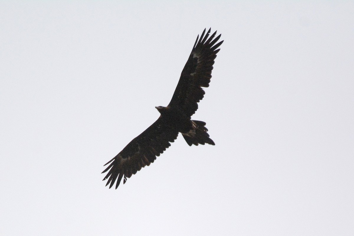 Wedge-tailed Eagle - ML509471761