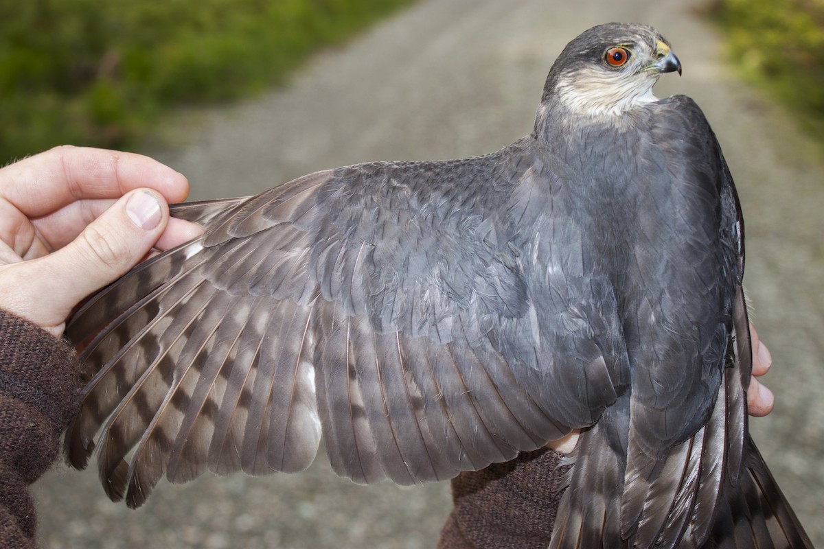 Sharp-shinned Hawk - ML50947191