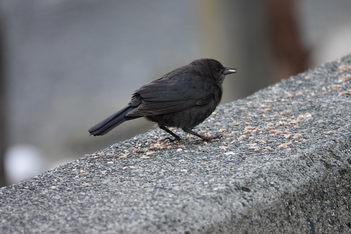 Brewer's Blackbird - ML509472661