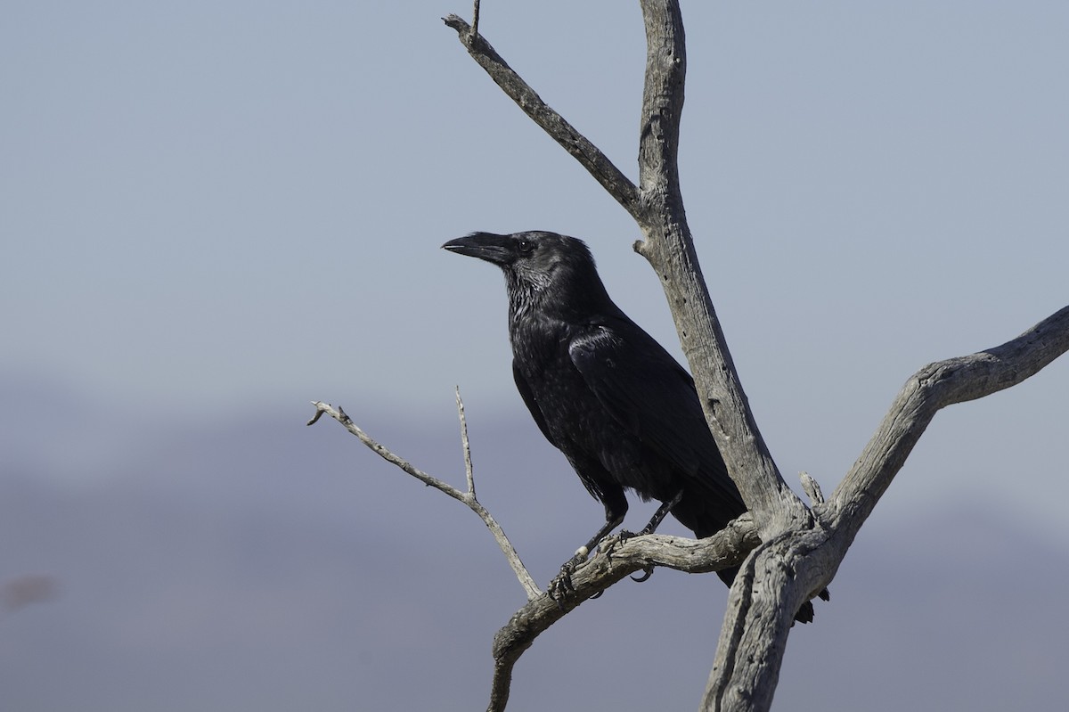 Chihuahuan Raven - Evan Rasmussen
