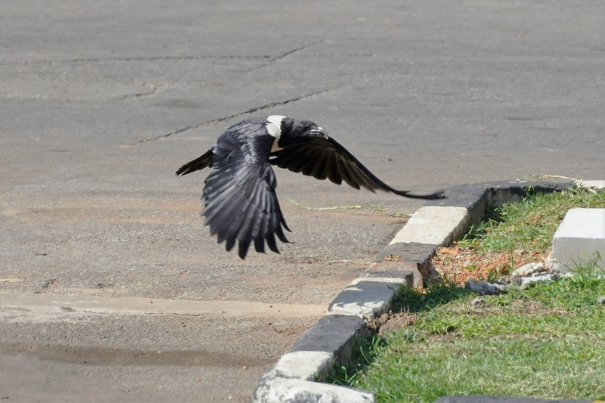 Pied Crow - Daniel Winzeler