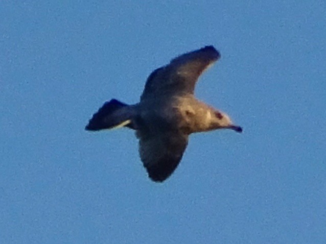 American Herring Gull - ML509476991