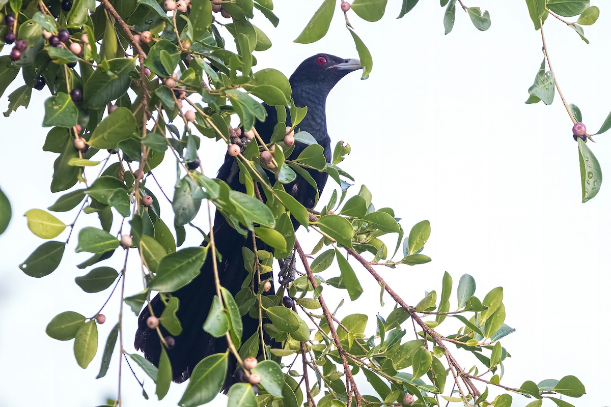 Asian Koel - Ralf Weinand