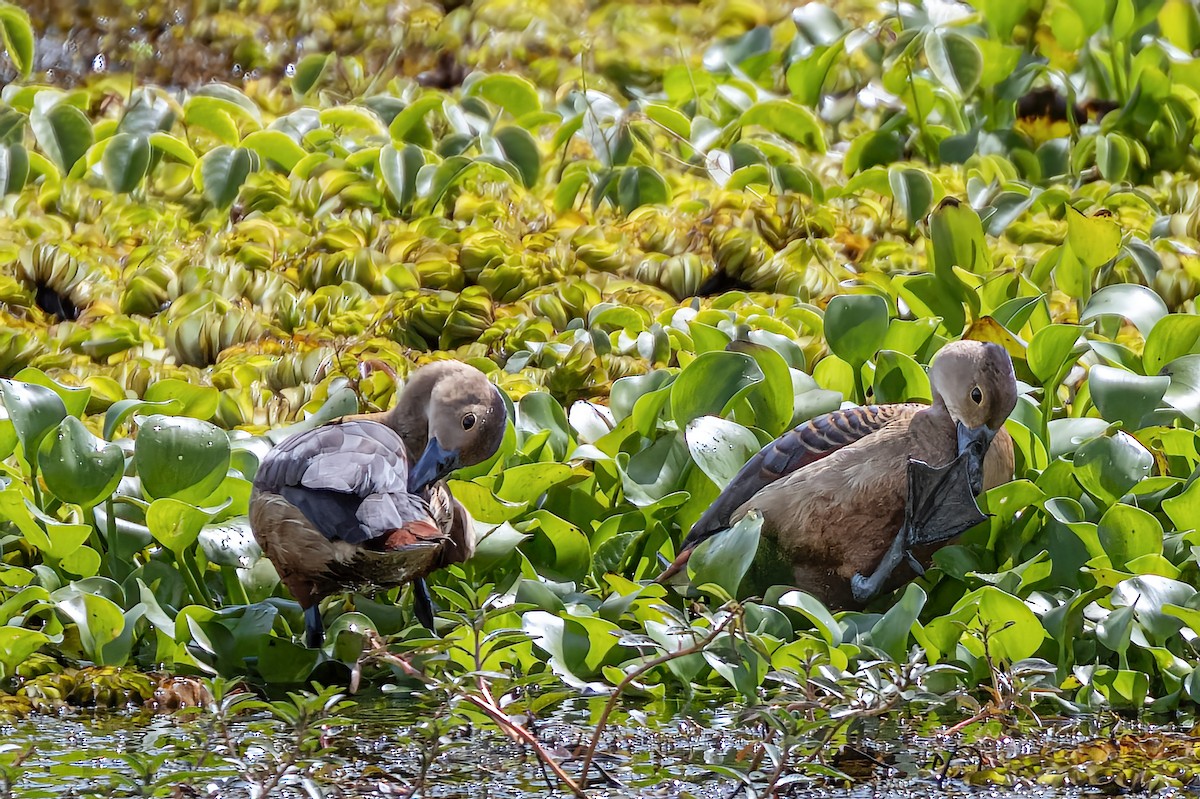 Lesser Whistling-Duck - ML509479821