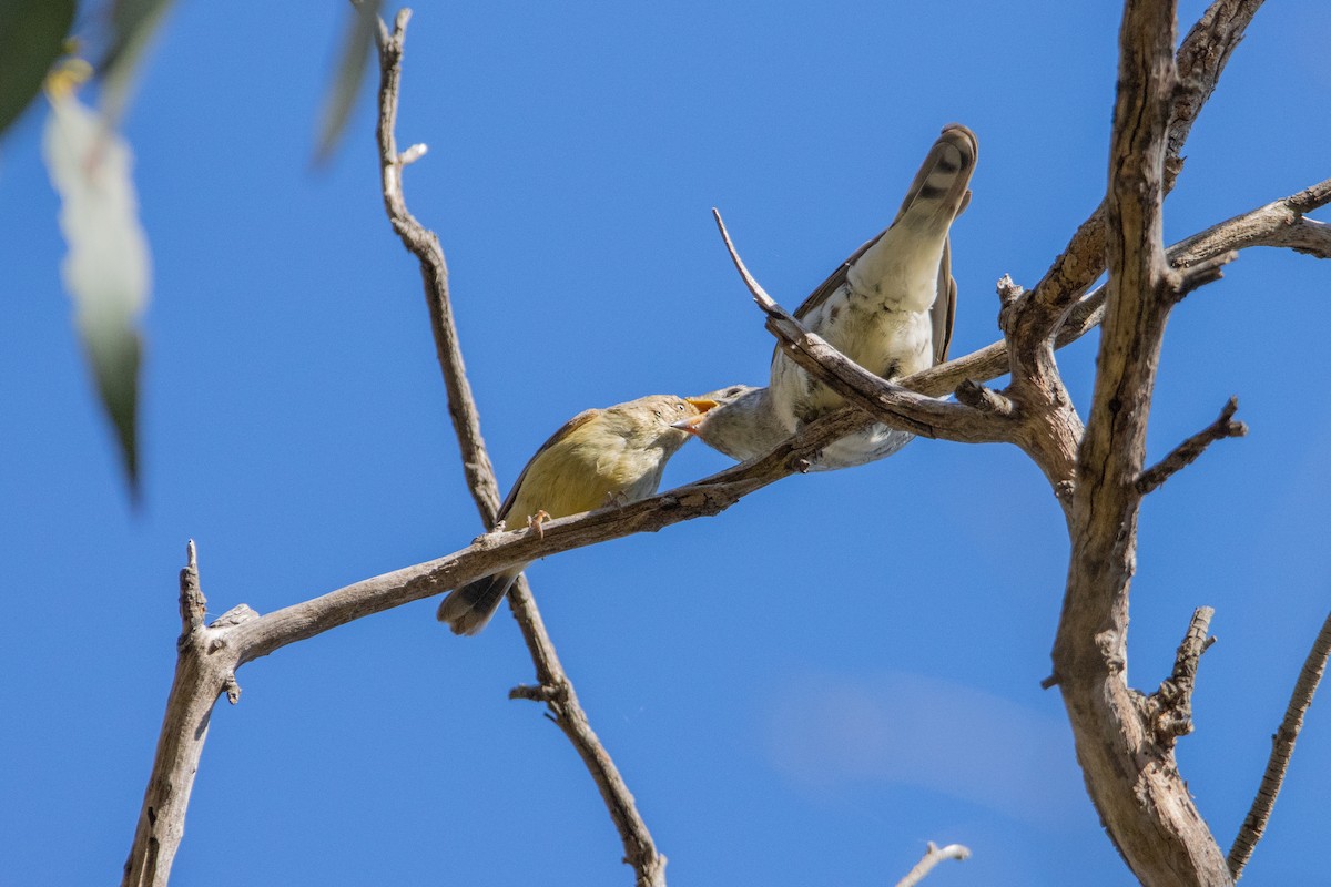 Cuclillo Broncíneo - ML509480021