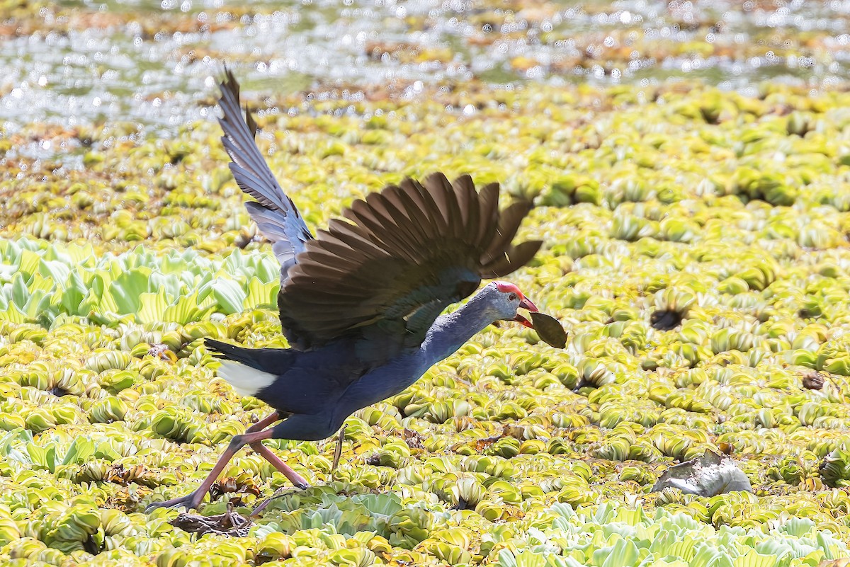 Gray-headed Swamphen - Ralf Weinand